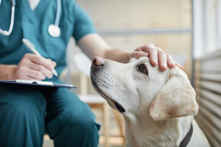 犬用老化防止薬「LOY-001」がアメリカで承認に向けて動き出す。