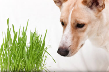犬が草を食べるのはなぜ？それって大丈夫なの？