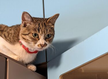 獣医師:南部和也先生からFOURへかわいい短編を寄贈頂きました！【私はフリーズドライの女神】