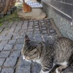 【かわいい短編】～暑いからお家に入りましょう～獣医師:南部和也作