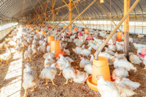 光と自然な空気を取り入れた開放鶏舎を採用しています。