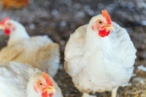 「肉に旨みがのるまで」育てる。長期飼育